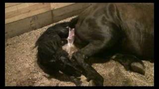 Friesian Horse Giving Birth graphic [upl. by Joelynn]