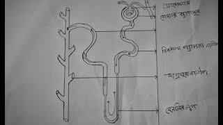 HOW TO DRAW NEPHRON DIAGRAM VERY EASY। খুব সহজে নেফ্রনের চিত্র অঙ্কন করুন। FOR SSC BIOLOGY [upl. by Miranda]