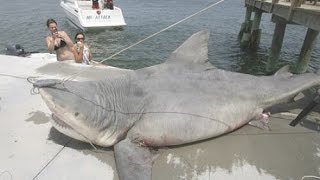 The 9 Biggest Sharks Ever Caught [upl. by Reinke]