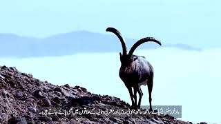 National Animal of Pakistan  مارخور  Story Of Markhor  Markhor Fight  Pakistan ka qomi janwar [upl. by Vick]