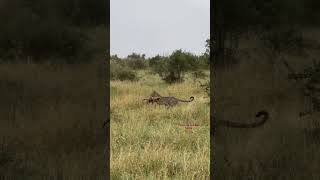 Leopardo 🐆 cazando venado African wildlife [upl. by Helsie]