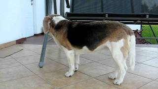 beagle epilepsy  Lafora disease 22042011 [upl. by Nyberg]