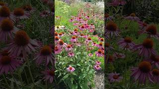 Look at all these Echinacea [upl. by Einaj]