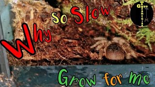 Slow growing TARANTULA  Grammostola Pulchripes youtube fyp tarantula [upl. by Bibeau]