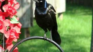 A Crazy Grackle Squawk [upl. by Bronnie836]