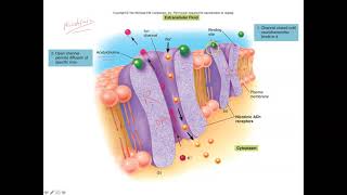 Unit 1 Part 13 Nicotinic and Muscarinic Receptors [upl. by Jenilee871]