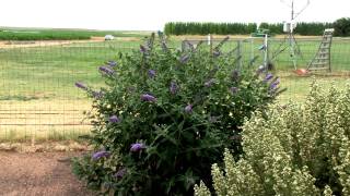 Highirrigation Zone NMSU ASC Farmington Xeric Garden [upl. by Terryn77]