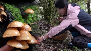 ASMR Sunlight penetrates the leaves and mushrooms grow wildly 🍄 [upl. by Suisyola]