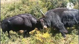 37 Bull and Yak Fight  Yak and Yak fight  bull and bull fight  compilation tdvideo [upl. by Aipotu]