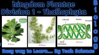 Thallophyta  features of Thallophyta Kingdom plantae thallophytathallophyta class 9 Tech Science [upl. by Rainah]