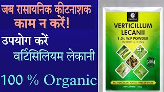 best 100 organic insecticide । verticillium lecanii। biological insecticide । organicinsecticide [upl. by Kataway]