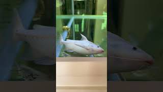 Rare Platinum Granulosus Catfish short catfish fishtank [upl. by Sedgewinn]