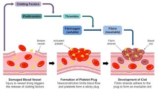 WBC amp Platelets  lecture 7  physiology [upl. by Assennev]