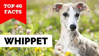 99 of Whippet Owners Dont Know This [upl. by Ailecara]