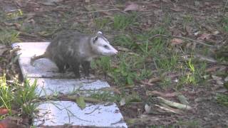 Possums mating in South Florida back yard [upl. by Akena]