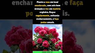 Rosas Dicas de Cultivo shorts rosas dicas [upl. by Kcirednek]