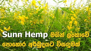 Sunn Hemp  A possible solution to Sri Lankas fertiliser crisis [upl. by Hadrian]