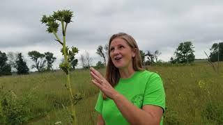 Tallgrass Prairie in Illinois [upl. by Griseldis306]