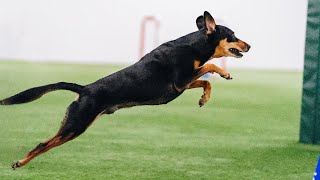 Adorable Rescue Dog Steals Hearts at Westminster Dog Show [upl. by Merl]