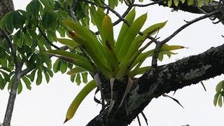 10 Amazing Facts About Epiphytes [upl. by Nairred876]