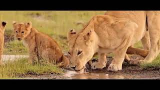 a sasan gir best video lion wildlife girlion animals lionpark tarosaybotoaasudapadechhe [upl. by Euqitsym]