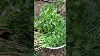 Fresh Coriander from my Farm shorts [upl. by Adnoved151]