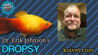 Dropsy or Ascites in Koi Goldfish and Tropicals [upl. by Gascony]