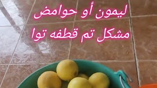 ليمون أو حوامض مشكل تم قطفه تواMixed lemons have just been picked [upl. by Atikcir]