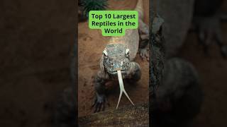 Top 10 Largest Reptiles in the World [upl. by Calhoun582]