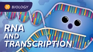 Transcription How mRNA Helped Save Lives Crash Course Biology 34 [upl. by Aldarcie75]