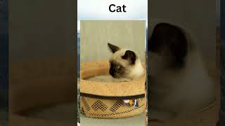 Funny cat Funny video  HassYar [upl. by Ramso596]