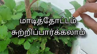 புதிய மாடித்தோட்டம் சுற்றிப்பார்க்கலாம்  Garden Tour in Tamil  Terrace Garden  Gardening [upl. by Wilone]