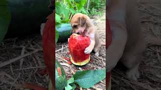 Dog holding watermelon with hands cute pet debut plan dog Golden Sun original [upl. by Allx747]