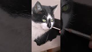 Different Stages Of A Pastel Pet Portrait Commission [upl. by Naot643]