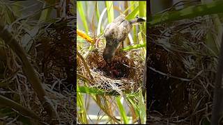 Bird family birds nature birdslover shorts [upl. by Adnolrehs172]