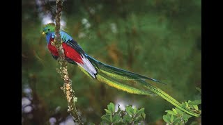 A Stunning Bird The Beautiful Quetzal in the Forest [upl. by Gregorio]