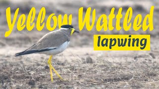 The Yellowwattled lapwing Vanellus malabaricus  पीला टीटहरि  மஞ்சள் ஆள்காட்டி पिवळा टिटवी [upl. by Sedda]