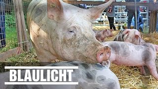 Ehefrau erschossen  Schweinebauer vor Gericht  Ehekrise  Mord [upl. by Fagaly352]