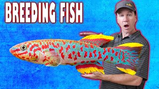 Easy Way to Breed Gardneri Killifish and Raise Killifish Fry [upl. by Annnora]