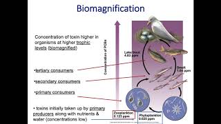 Bioaccumulation amp Biomagnification [upl. by Reid590]