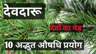 देवदारु के फायदे  Devdaru ke fayde  Cedrus deodara tree  Devdar ke fayde cedrus deodara oil [upl. by Mcwherter]