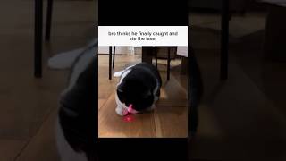 Cat Ate the Laser 🤯🤣 cat viral funny cute [upl. by Ajin]