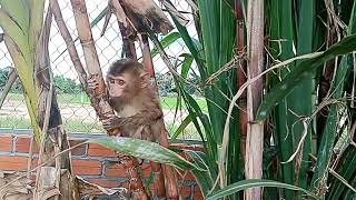 The little monkey went up and sat on the sugarcane tree quietly [upl. by Ez]