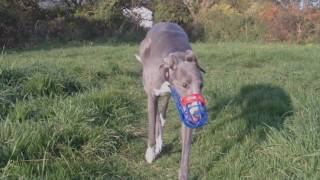 Retired Racing Greyhounds first run offleash [upl. by Wiltshire]