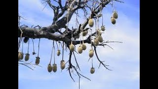 The Baobab Tree [upl. by Imojean]