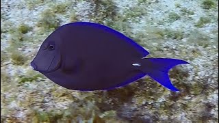 Cayman Brac  Squirrelfish to Adult Blue Tang [upl. by Noswad359]