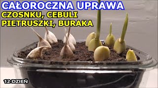 Całoroczna uprawa Czosnku Pietruszki Cebuli Buraka Rzodkiewki Selera Uprawa Warzyw w Domu [upl. by Oicnoel572]