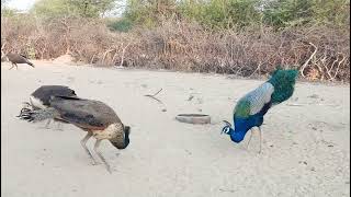 Peacocks and Peahens altogether peacock peacockdance trending [upl. by Misaq]