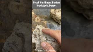 Fossil Haul From Burton Bradstock Dorset fossil jurassic beach [upl. by Elaen]