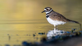 Killdeer quotChorusquot at Governor Dodge State Park Wisconsin [upl. by Akirdnwahs561]